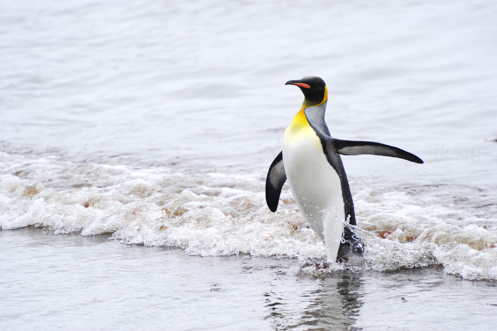 Penguin 4.0
